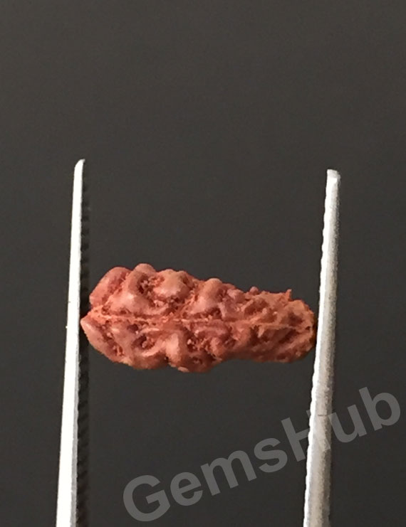 1 Face/Mukhi Certified Indonesian Rudraksha